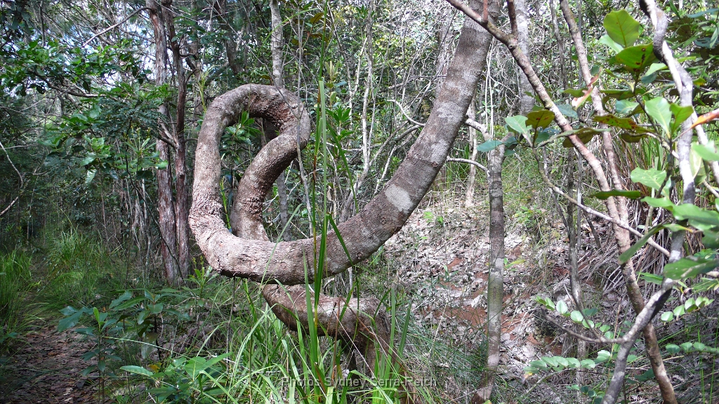 prony le tronc le meme .JPG - Prony. Ce n'est pas un serpent mais un tronc d'arbre. Août 2014